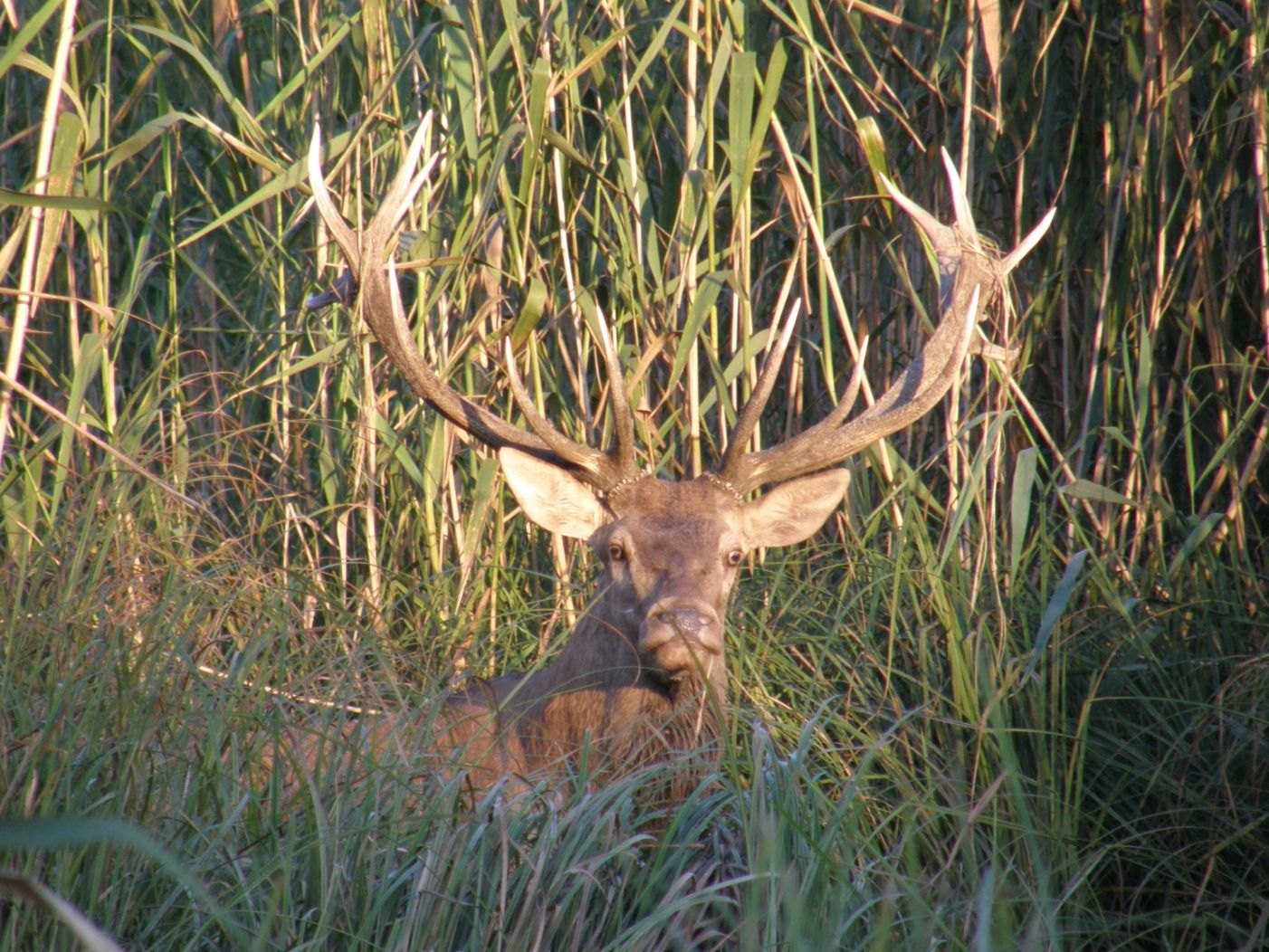 Wildcro - red stag hunting