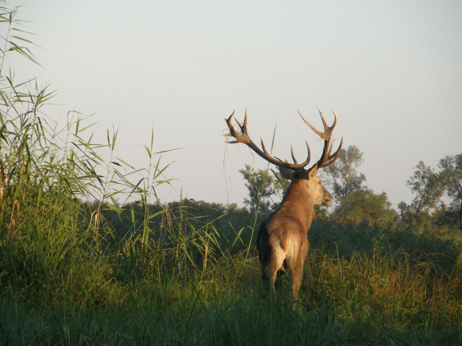 Red stag hunting