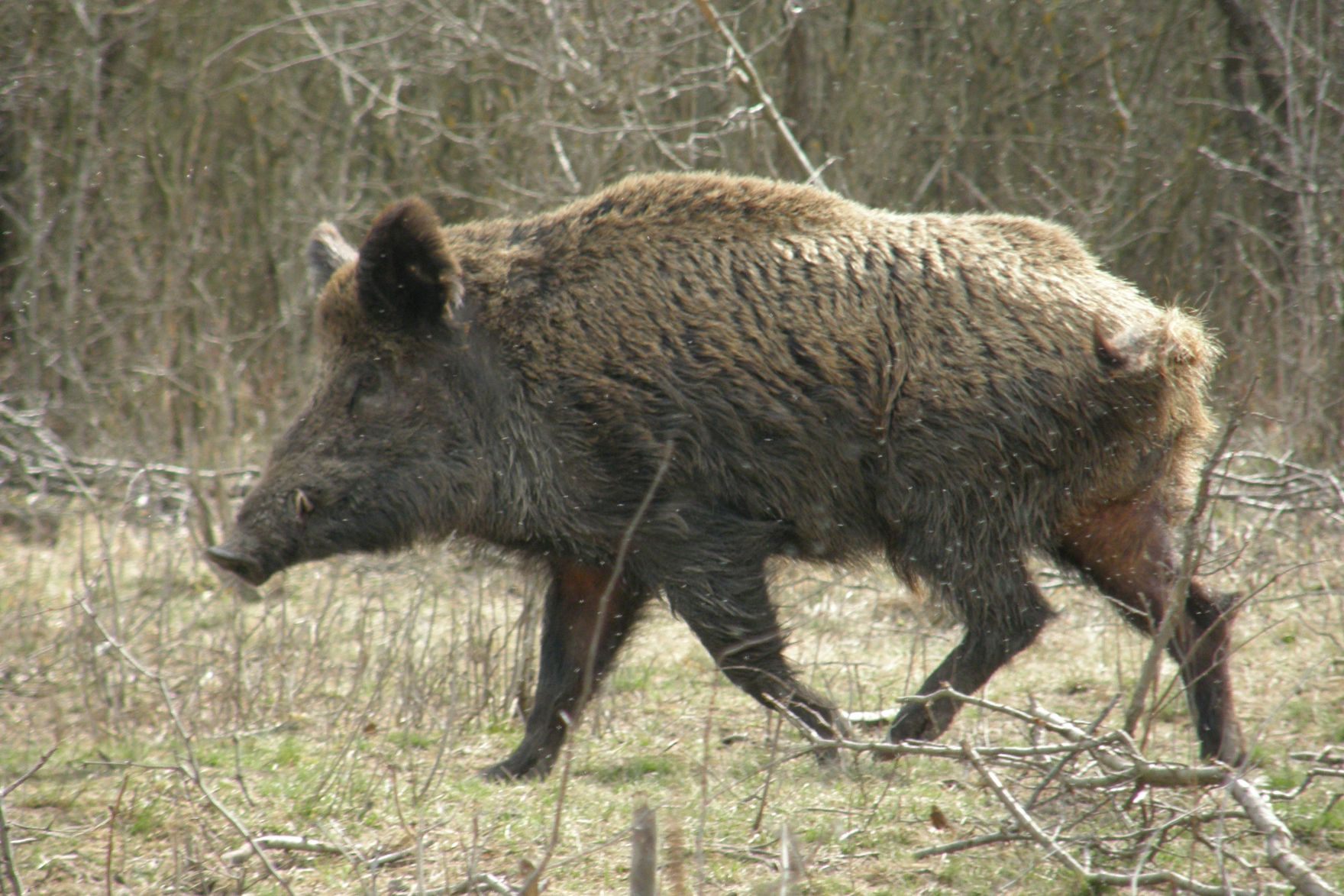 Wild boar hunting