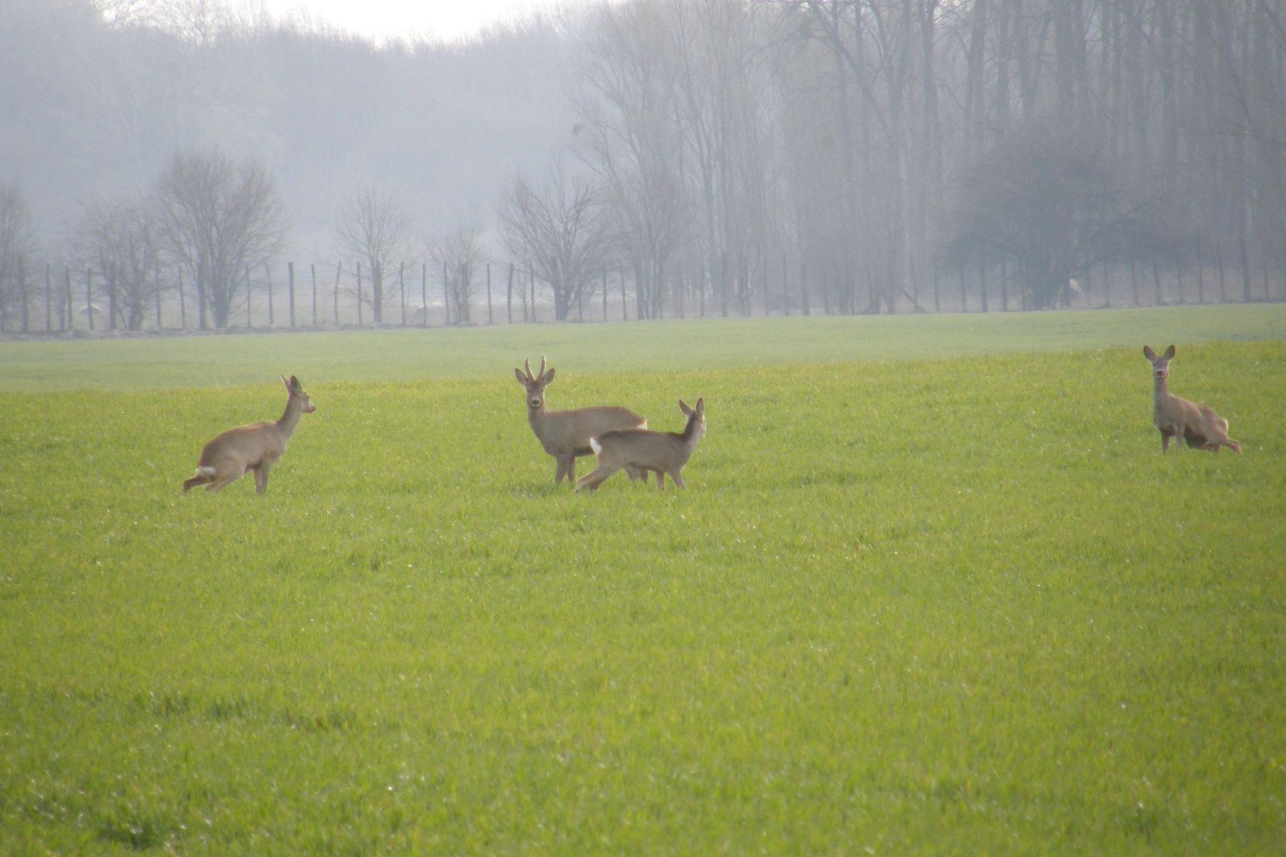 Wildcro - roe buck hunting