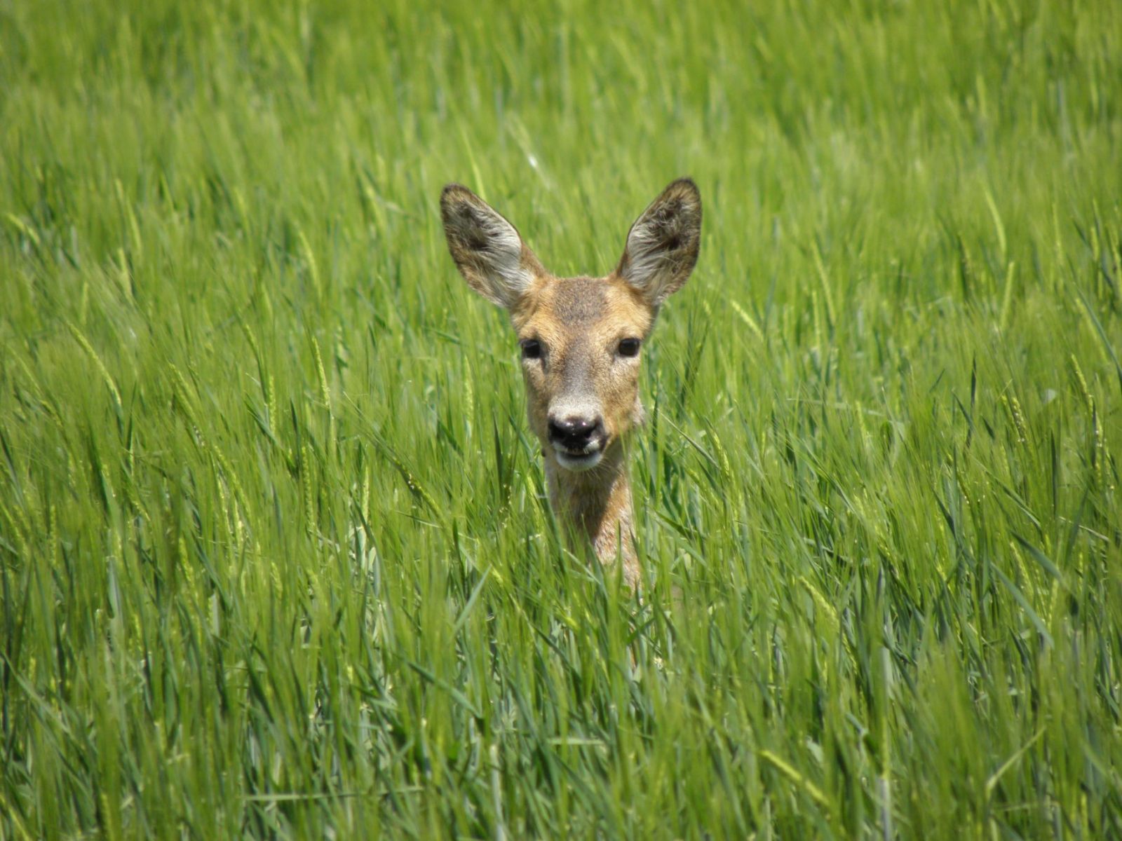 Roe buck hunting