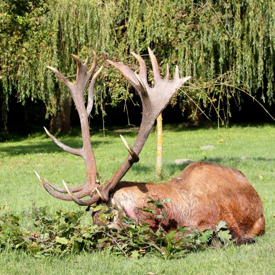 Red deer mating