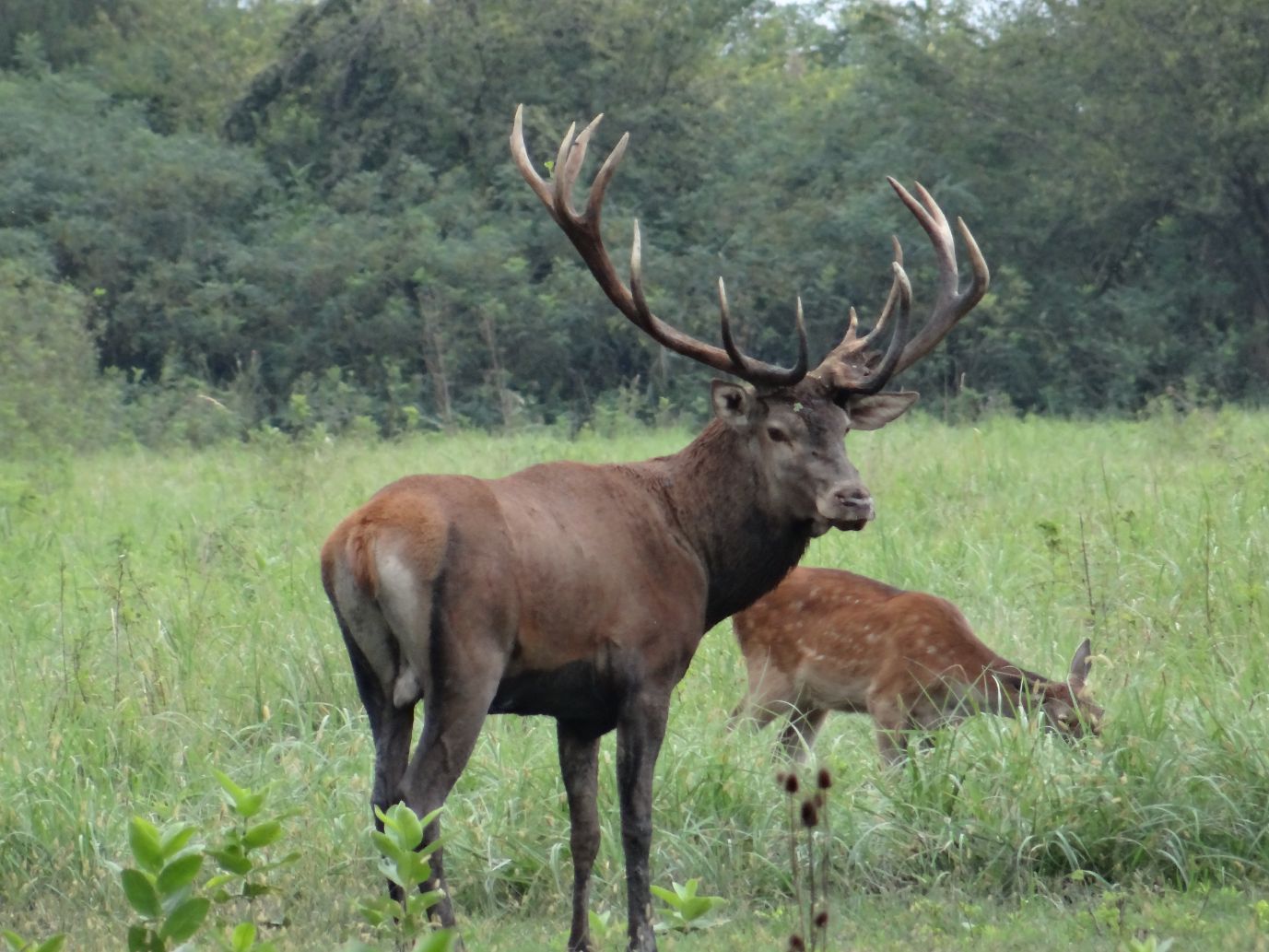 RED DEER ANTLER DEVELOPMENT