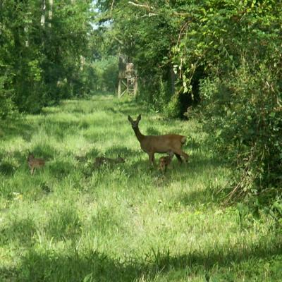 Roe Buck 10