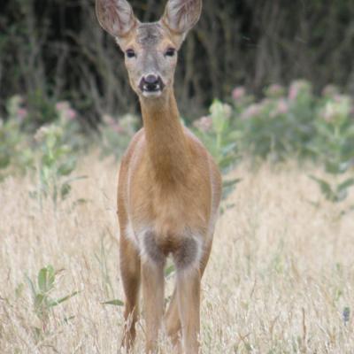 Roe Buck 11