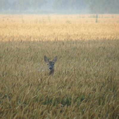 Roe Buck 15