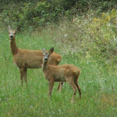 Roe Buck 16