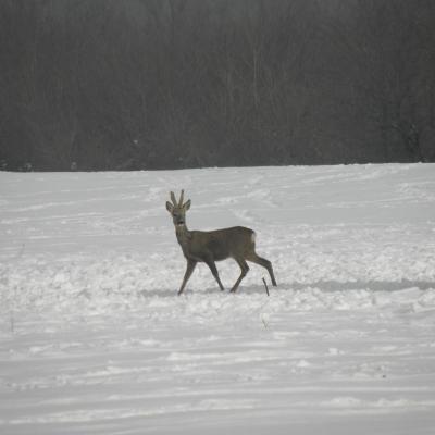 Roe Buck 17