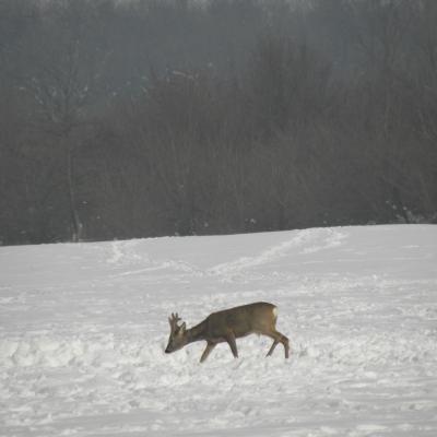 Roe Buck 19