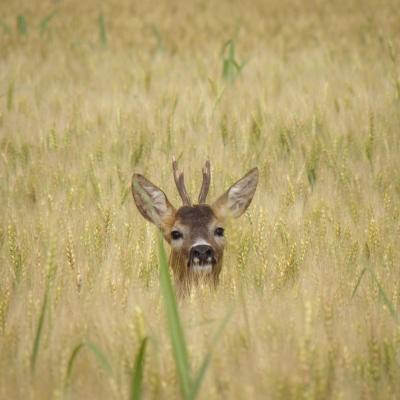 Roe Buck 1