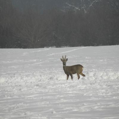 Roe Buck 20