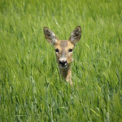 Roe Buck 3