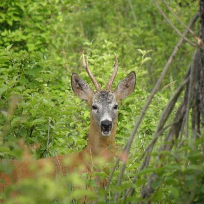 Roe Buck 4