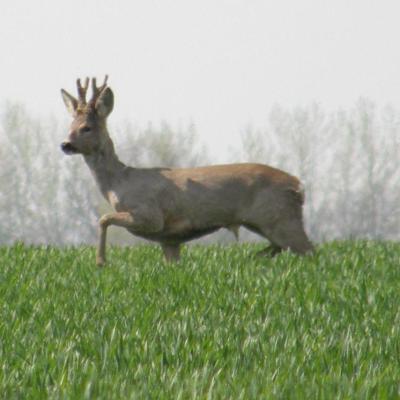 Roe Buck 5