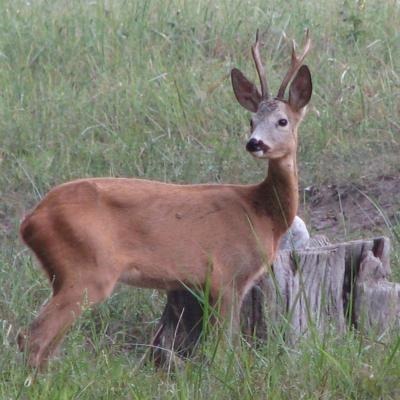 Roe Buck 7