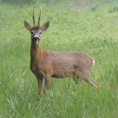 Roe Buck 8