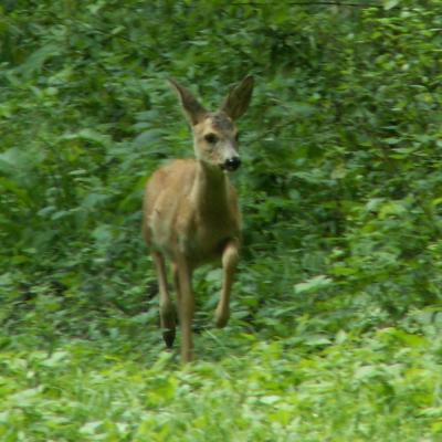 Roe Buck 9