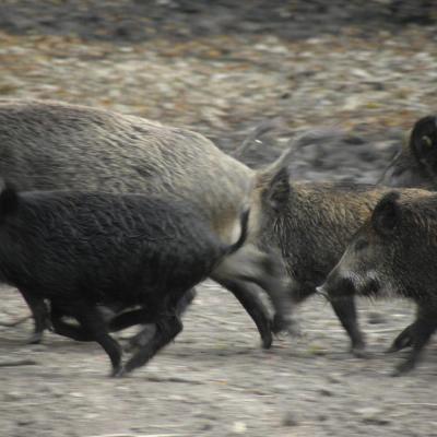 Wild boar hunting