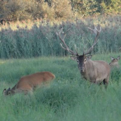 Red deer mating