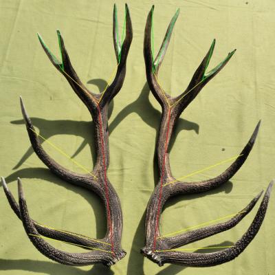 Red deer antlers