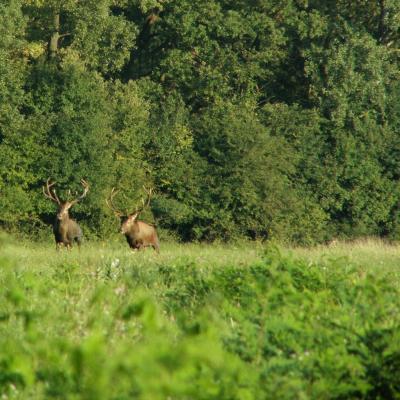 Red stag