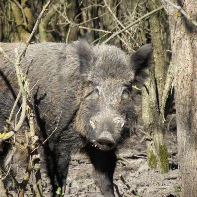 Wildcro Wild Boar 00010