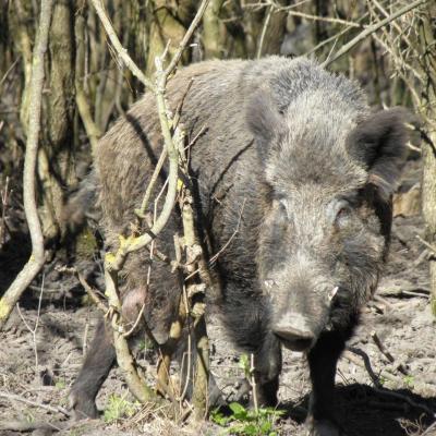 Wildcro Wild Boar 00011