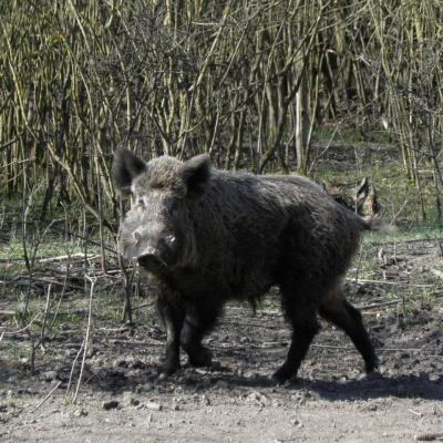 Wildcro Wild Boar 00012