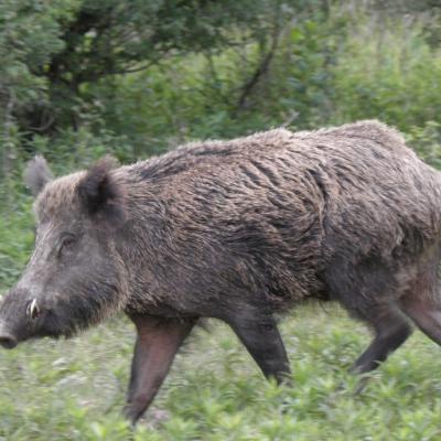 Wildcro Wild Boar 00013