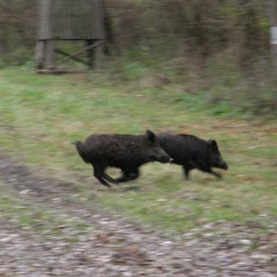 Wildcro Wild Boar 00023