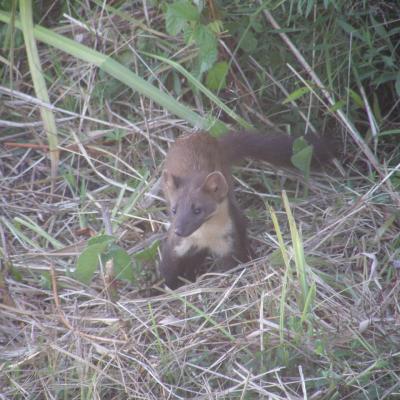 Wildcro Small Game Hunt 00005