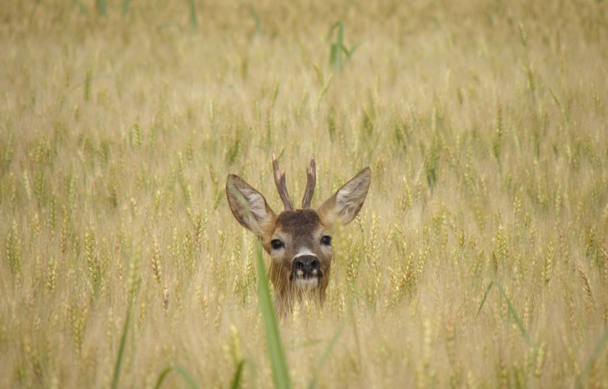 Changes of red deer (Cervus elaphus, L.) pedicles with age at Baranja Danube's Region