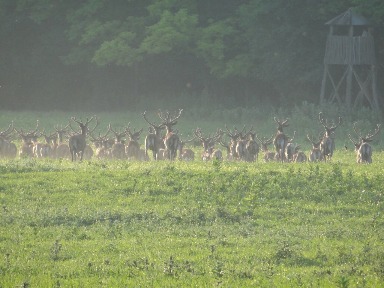 Spatial distribution of wild animals in habitat