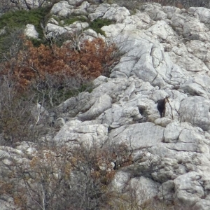 velebit-1