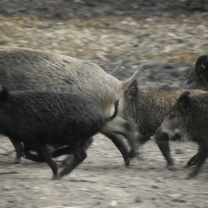 wildcro_wild_boar_hunting_00002