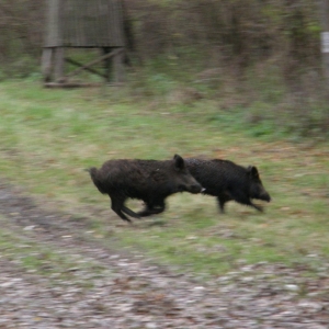 wildcro_wild_boar_hunting_00003