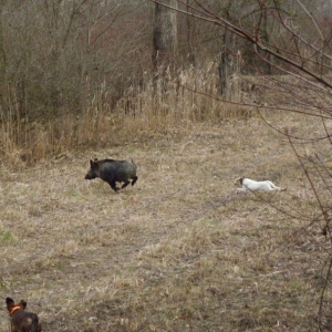 wildcro_wild_boar_hunting_00004