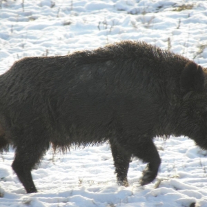 wildcro_wild_boar_hunting_00007