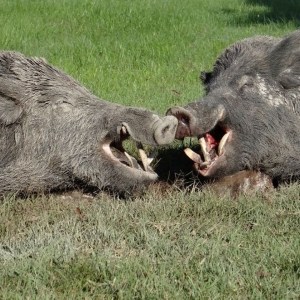 wildcro_wild_boar_hunting_00012